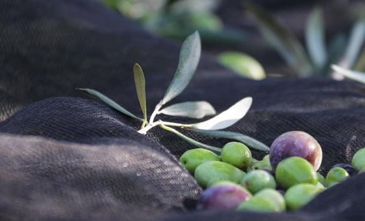 L'Huile d'Olive Pressée à Froid : Qu'est-ce que ça Change ?