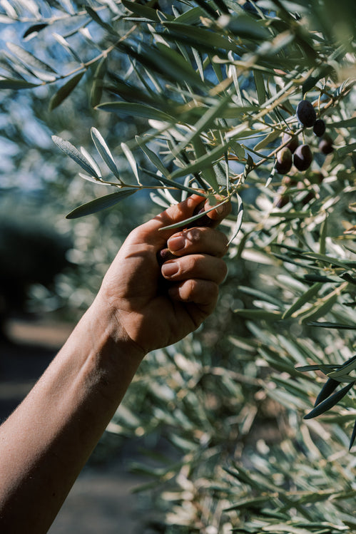 Olives de provence artisanales, olivier