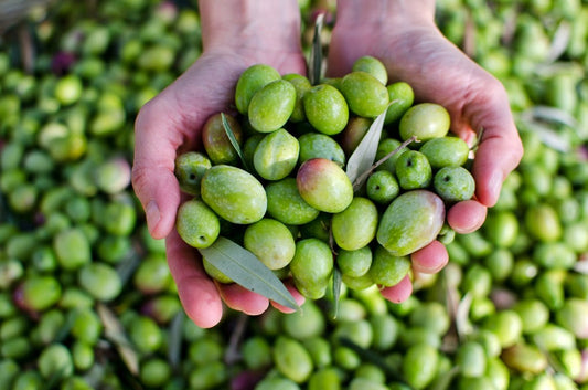 La fabrication d'une huile d'olive artisanale de Provence