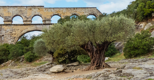 huile d'olive de provence