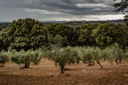 Notre huile d'olive artisanale de Provence - La Samatane